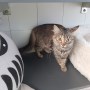 Minnie-Maus (2)